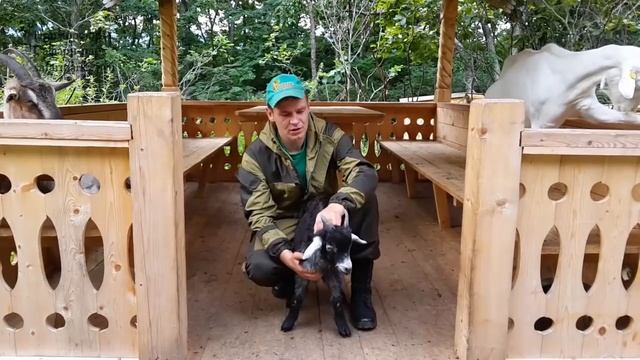 Передача коз в добрые руки Приморским Сафари-парком 25 июля 2016 г. смотреть онлайн