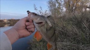 Рыбалка в центре города!Окунь монстр!