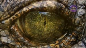 В гостях у пришельцев в созвездии Плеяд