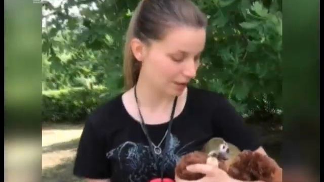 Челябинские зоологи выхаживают детеныша саймири смотреть онлайн