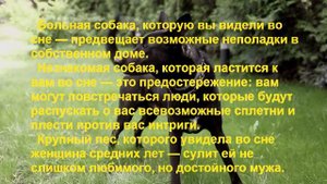 К чему снится СОБАКА? Сонник.