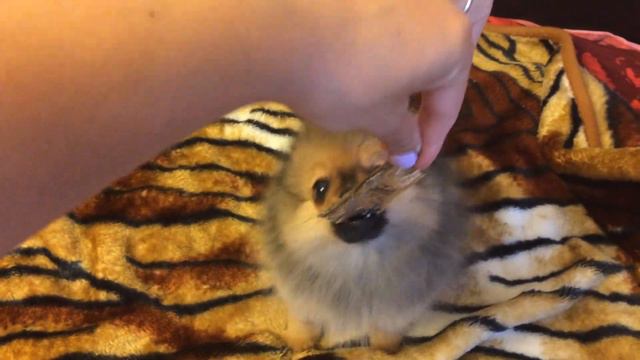 Померанский шпиц девочка (цвергщпиц)