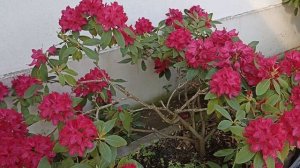 Уход за рододендронами. Что делать с рододендронами, азалиями когда они отцветают (06.06.202)