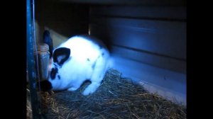 ЦЕНА КРОЛИКА БАРАНА, КАКИХ КРОЛЬЧИХ ПОКРЫЛИ