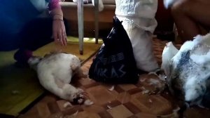 Гусей на мясо, начел колоть.