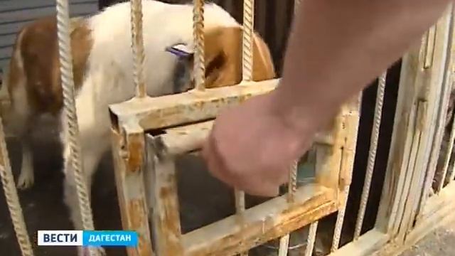В Махачкале уже месяц действует приют для бездомных собак. смотреть онлайн