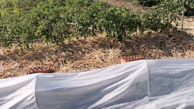 Строим забор.Сад и огород на 3 июня. смотреть онлайн