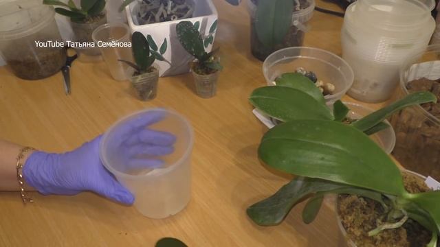 Посадка новых орхидей. Сажаю заветные сорта. смотреть онлайн