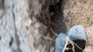 Как поймать крота. Борьба с кротами. Гуманный способ.