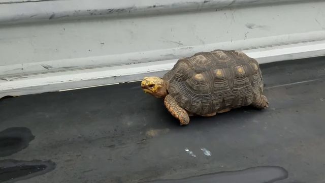 Honda Acty many uses. Reptile carrier. смотреть онлайн