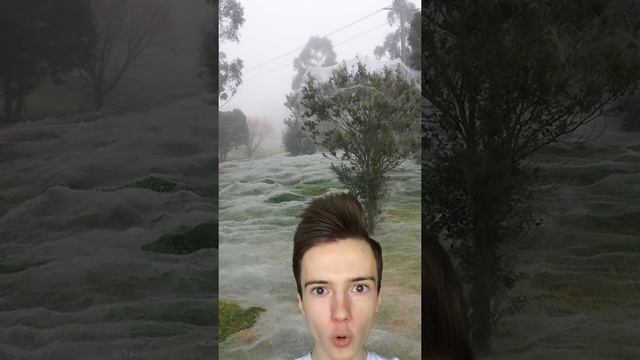 Сезон пауков в австралии #Shorts смотреть онлайн