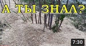 КАК использовать ОПИЛКИ на огороде?