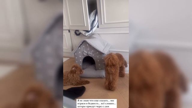 Алексей Жидковский и собаки смотреть онлайн