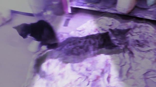 Дочь бьет свою мамку, мать отвечает смотреть онлайн