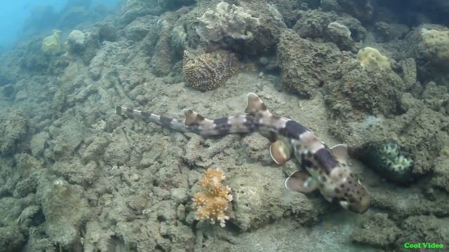 Белопятнистая кошачья акула - Whitespotted bamboo shark смотреть онлайн