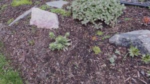 Spring Garden Tour - Side Yard - Part 2 | Serenity Now Garden