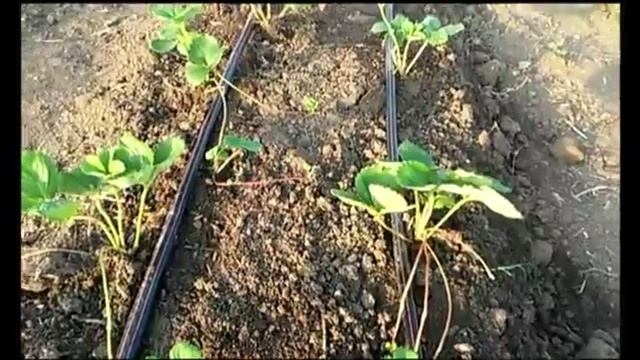 Клубника: как размножаю усами. Клери зацвела и плодоносит опять.