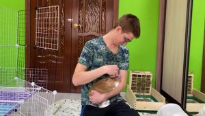 КАК ВЫЧЕСЫВАТЬ КРОЛИКА/ КАК СТРИЧЬ КОГТИ КРОЛИКУ/ ЛОСЬОН ДЛЯ УШЕЙ КРОЛИКА