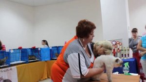 Выставка кошек Аврора Невская Маскарадная Победитель Best Kitten