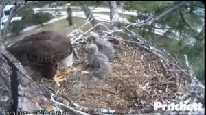 E6 starts another feed @ 1823hr, E5 not interested - Southwest Florida Bald Eagles