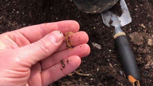 Tuberous Pea (Lathyrus tuberosus) Tubers смотреть онлайн