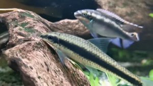 Сиамский водорослеед  Волоколамский аквариумный клуб