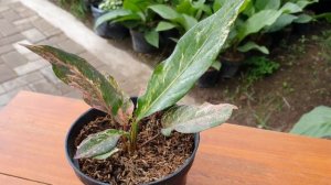 Anthurium Hookeri Pink Variegated