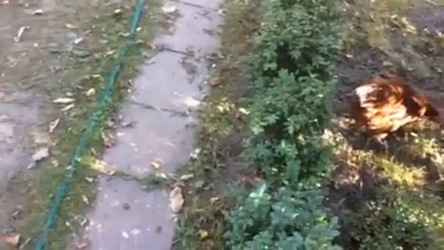 Как содержать кур на даче