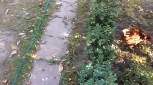 Как содержать кур на даче