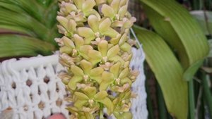 Ура ! Ура ! Ура! Rhy. Gigantea yellow.