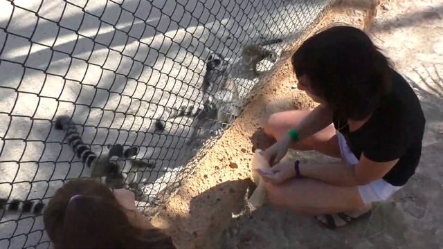 Ужасные монстры за решёткой. Где и что посмотреть рядом с Торревьехой в Испании? смотреть онлайн