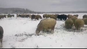 Зимний выпас овец