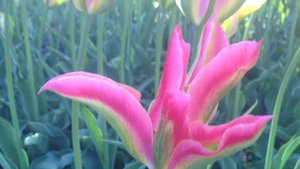 Tulipa Virichic - Tulip