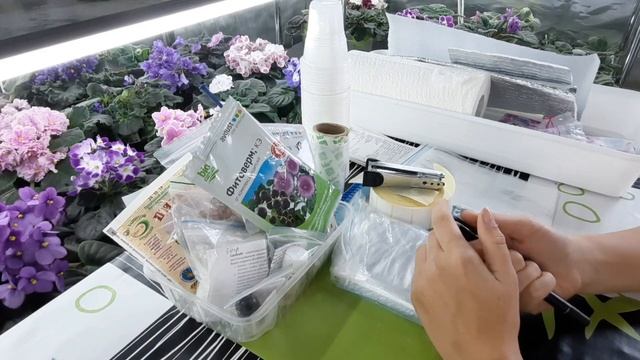 Как заработать на ФИАЛКАХ? Как начать продавать фиалки почтой. смотреть онлайн