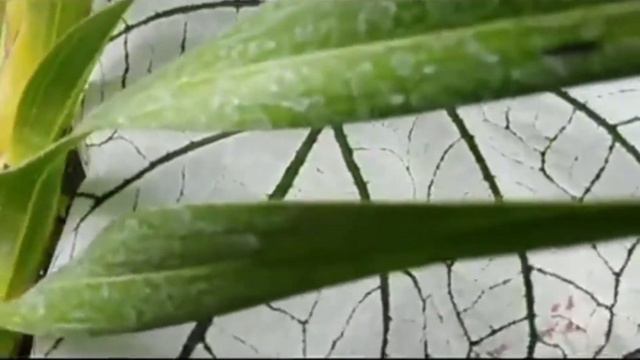 caladium- my "white Christmas" caladium vlog#4 смотреть онлайн