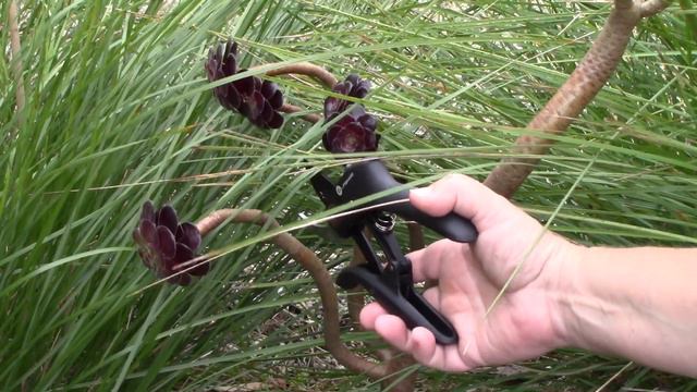 Tips & Tricks for Propagating Aeoniums || Quick & Easy Guide смотреть онлайн