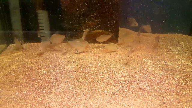 Tetragonopterus argenteus смотреть онлайн