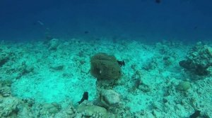 Мальдивы 2018: локальный остров Gulhi (атолл Маафуши) Anantara Veli Maldives Resort 5* drone gopro