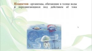 Тема 10. Адаптации организмов к жизни в воде