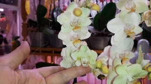 Нереальной Красоты Новые Орхидеи | Жёлтая Multi. Artisto geel | Белая "Бабочка", мультифлора