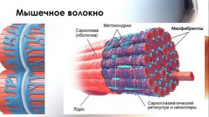 Физиология мышц