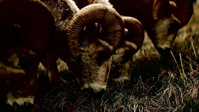 EL ORIGEN DE LA MONTACARNEROS-CREEPYPASTA CLASH ROYALE-Nefi 56 смотреть онлайн