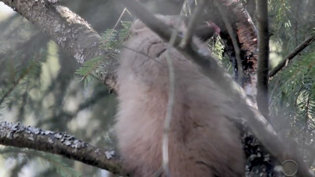 Куница лесная/European pine marten (Martes martes) (4К) смотреть онлайн
