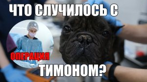 Тимон нашёл новый дом? | продолжение истории французского бульдога