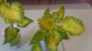 COLEUS WILD LIME КОЛЕУС ИЗВЕСТНЯК