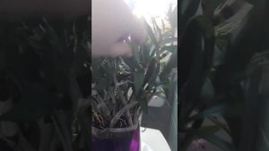 Дендробиум "берри ода"