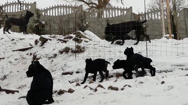 Питомник кане корсо ELITE LEGION, Беларусь 🇧🇾