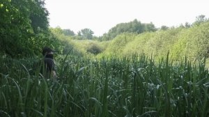 Несбиваемая насадка для рыбалки, которая собирает много рыбы! Вечная насадка на карася карпа леща