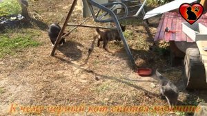 К Чему Снится Черный Кот? Подробное Толкование Сна! Сонник.