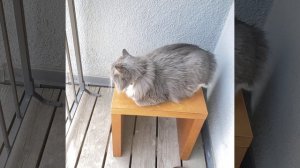 MoeGrey is happy for nice Spring Weather. #cats #outdoors  #ragdoll #solidragdoll #mainecoon